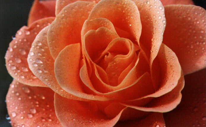 Rose in Nahaufnahme mit Tautropfen.