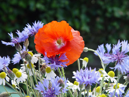 Rote Bl&uuml;te