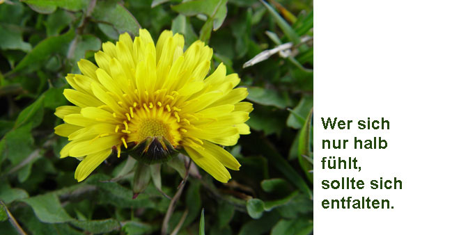 Halb entfaltete Blume mit Text:  Wer sich nur halb f&uuml;hlt, sollte sich entfalten.