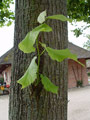 Baumstamm mit neuem Trieb