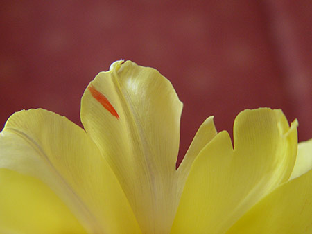 Bl&uuml;te mit kleinen Fehlern