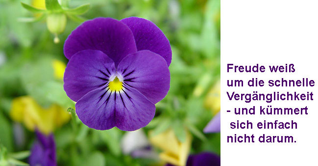 Lila Stiefm&uuml;tterchen mit Text:  Freude wei&szlig; um die schnelle Verg&auml;nglichkeit - und k&uuml;mmert  sich einfach  nicht darum.