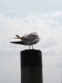M&ouml;we vor dem Flug