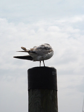 M&ouml;we vor dem Flug