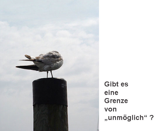 M&ouml;we vor dem Flug mit Text: Gibt es eine Grenze von „unm&ouml;glich“?