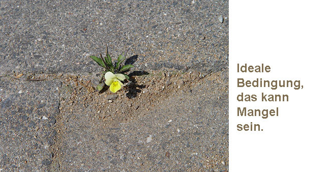 Stiefm&uuml;tterchen in schmaler Ritze mit Text: Ideale Bedingung, das kann Mangel sein.