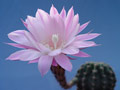 Kaktusbl&uuml;te