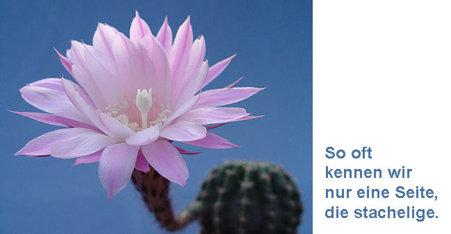 Kaktusbl&uuml;te mit Text: So oft kennen wir nur eine Seite, die stachelige.