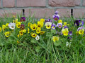 Blumenwildwuchs