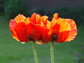 Zwei Mohnbl&uuml;ten