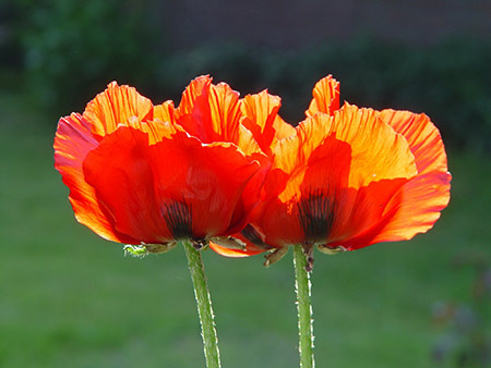 Zwei Mohnbl&uuml;ten