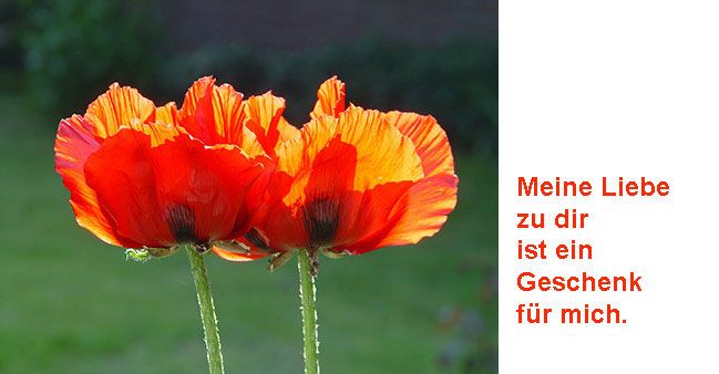 Zwei Mohnbl&uuml;ten mit Text: Meine Liebe zu dir ist ein Geschenk f&uuml;r mich.