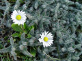 Zwei Bl&uuml;ten im Gestr&uuml;pp