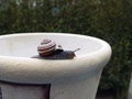 Schnecke auf Blumentopf