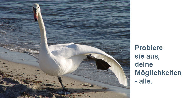 Tanzender Schwan mit Text: Probiere sie aus, deine M&ouml;glichkeiten - alle.