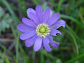 Besch&auml;digte Bl&uuml;te
