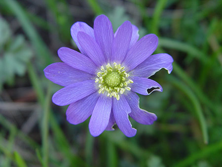 Besch&auml;digte Bl&uuml;te