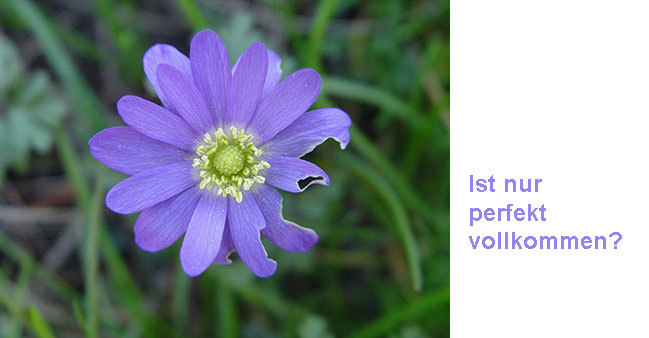 Besch&auml;digte Bl&uuml;te mit Text: Ist nur perfekt vollkommen?