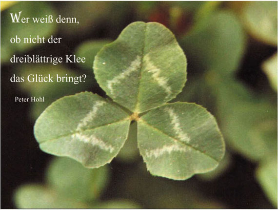 Dreibl�ttriger Klee